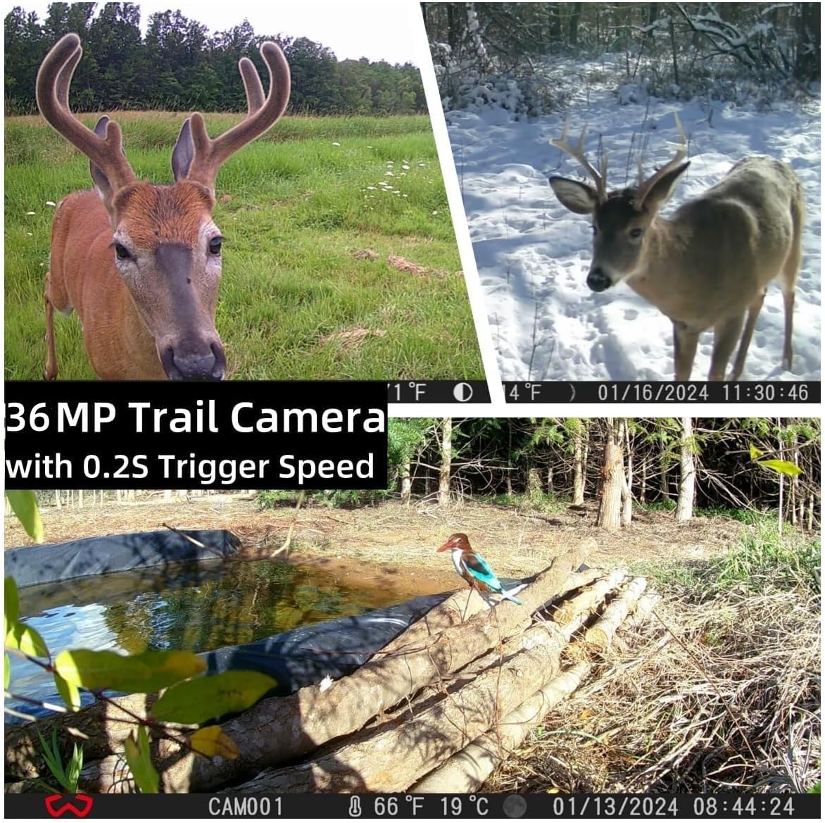 WOSODA Trail Camera 3 Pack 36MP 1920P HD Game Camera with SD Cards, 0.2s Trigger Time Infrared Night Vision Motion Activated Hunting Cam, IP66 Waterproof 2.0''LCD Wildlife Camera for Monitoring