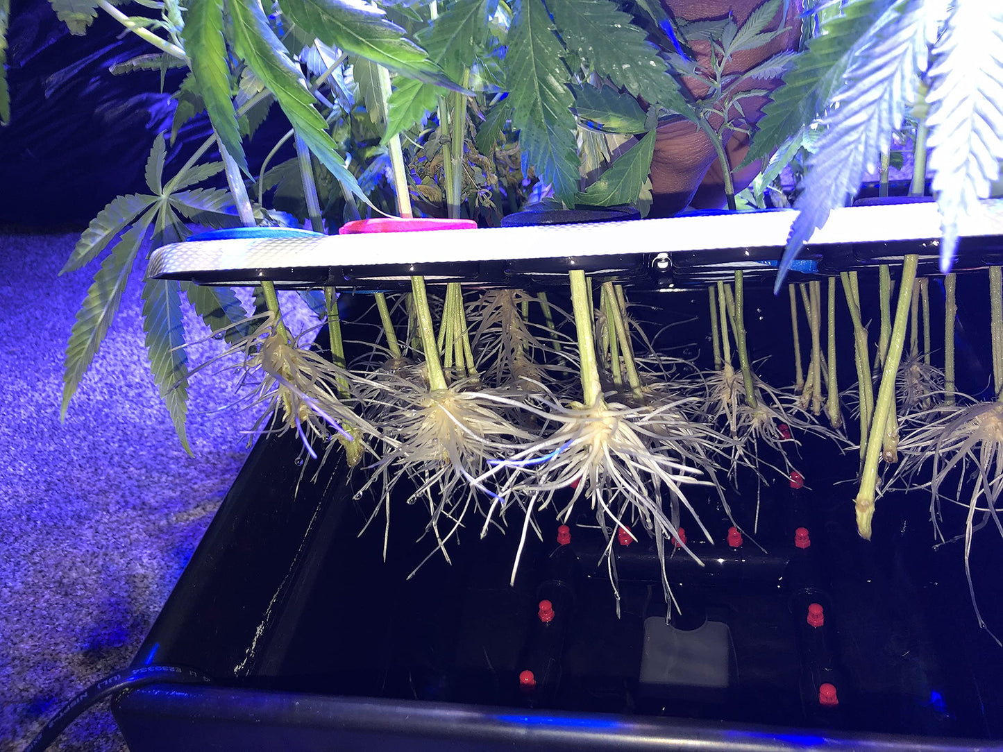 CLONE KING 36 Site Aeroponic Cloning Machine. Expect 100% Success Rates!