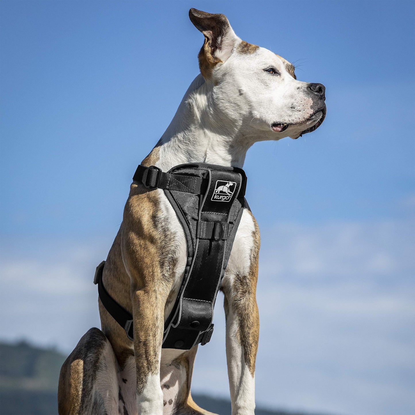 Kurgo Tru-Fit Smart Harness, Dog Harness, Pet Walking Harness, Quick Release Buckles, Front D-Ring for No Pull Training, Includes Dog Seat Belt Tether (Black, Medium)