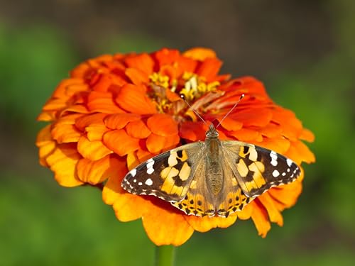 Insect Lore Raise and Release Butterfly Garden Kit – Caterpillar Habitat with redeemable Voucher – STEM-accredited Live Butterfly Growing Kit for Kids, Classrooms, and Homeschool Learning