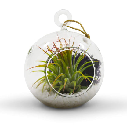 WGV Hanging Terrarium Globe, Width 3", Height 4", DIY Air Succulent Planter, Clear Glass Vase Orb with Flat Bottom, Candle Holder for Windowsill Outdoor Garden Decor, 6 Pieces Bulk