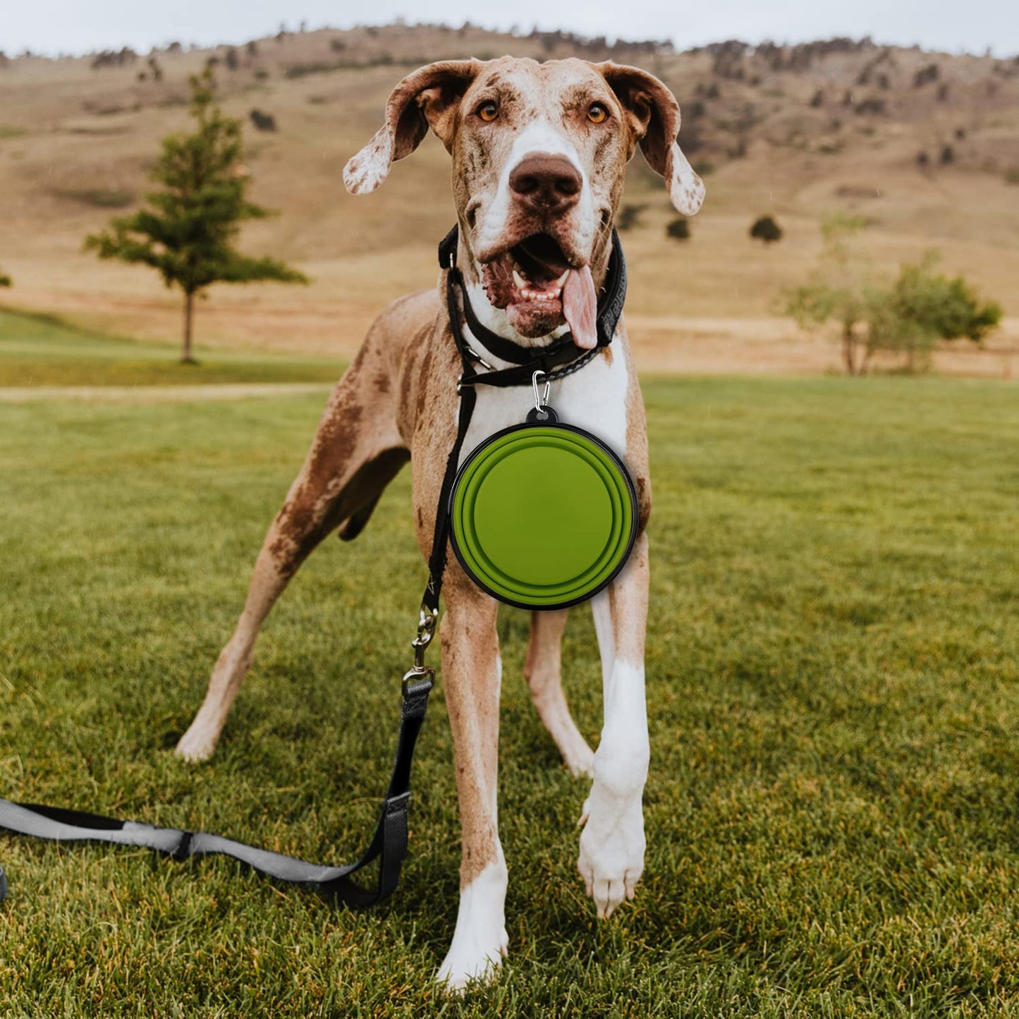 Collapsible Dog Bowls-2 Pack Large Size for Large/Medium Dogs, Pet Travel Water Bowl, Dogs Cat Portable Water Bowl, Dog Pet Feeding Watering Dish Outdoor Hiking Parking Traveling with 2 Carabiners