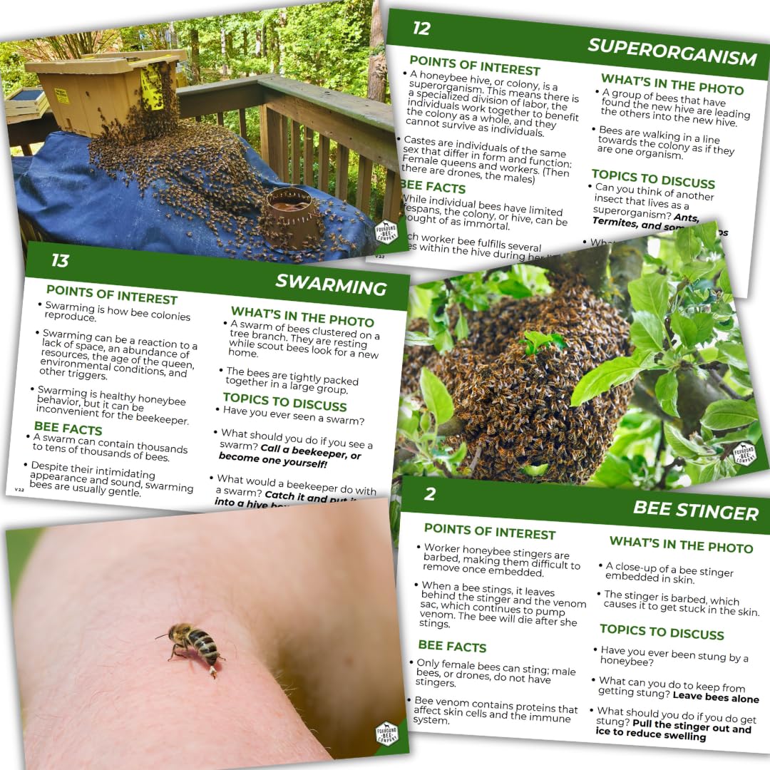Educational Beekeeping Cards – 12x18 Oversized Beekeeping Flashcards for Teaching Bees and Beekeeping - Classroom and Workshop Learning Tool (Complete Set - Laminated)