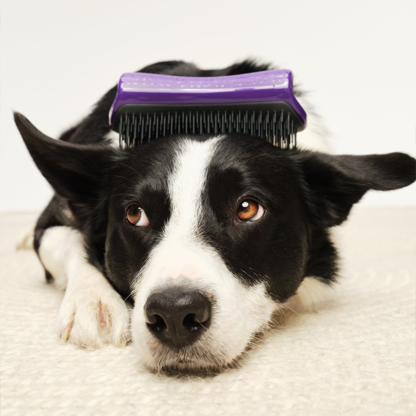Pet Teezer De-Shedding Dog Brush by Tangle Teezer, Dog Grooming Tool for Long Haired Breeds and Wet or Dry Fur, Large, Purple & Gray
