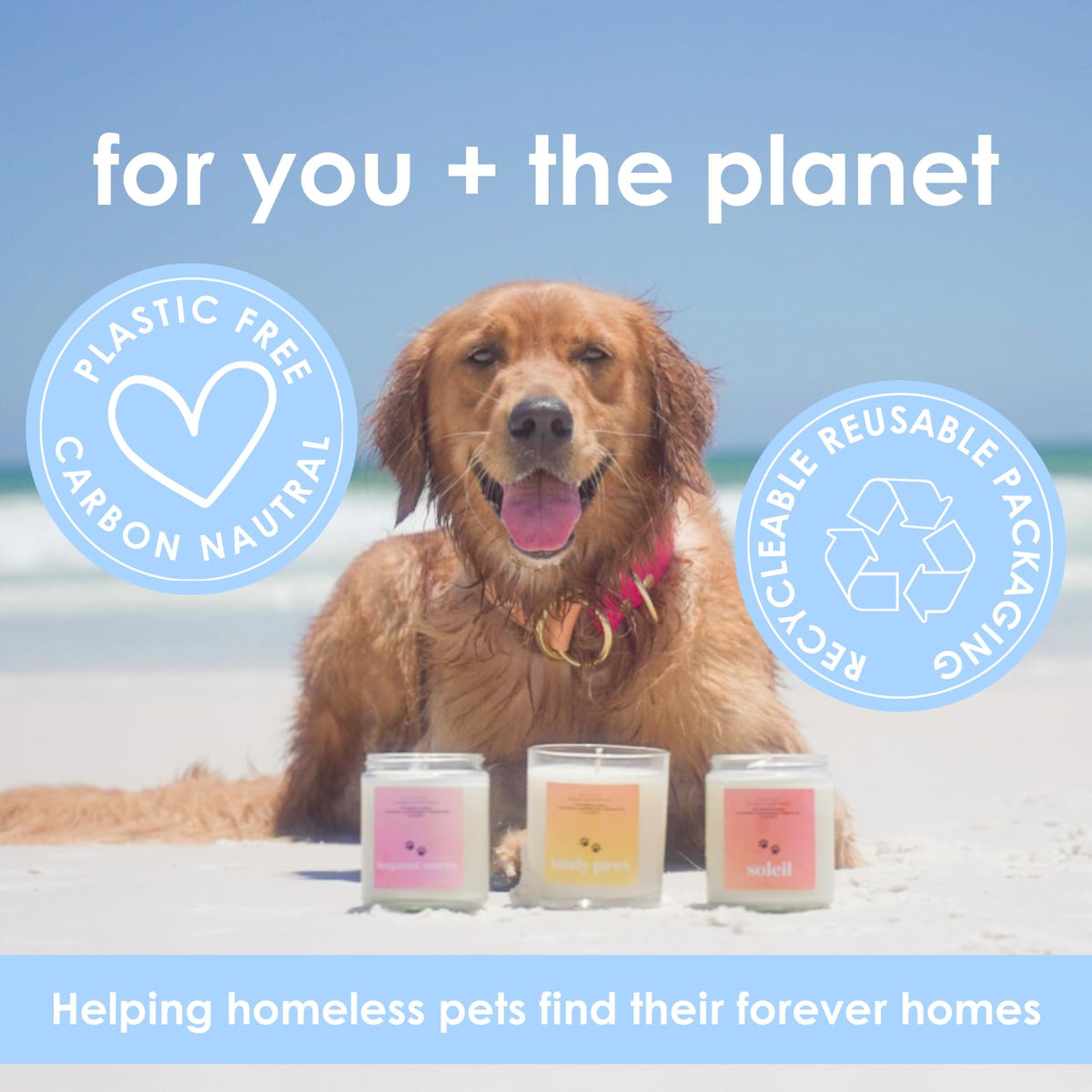 Pet Safe Candle for Dogs | Non Toxic Coconut Apricot Wax Candle | Clean Burning, Paraffin-Free | Pet Odor Eliminating Home Fragrance | Horchata | 4 oz