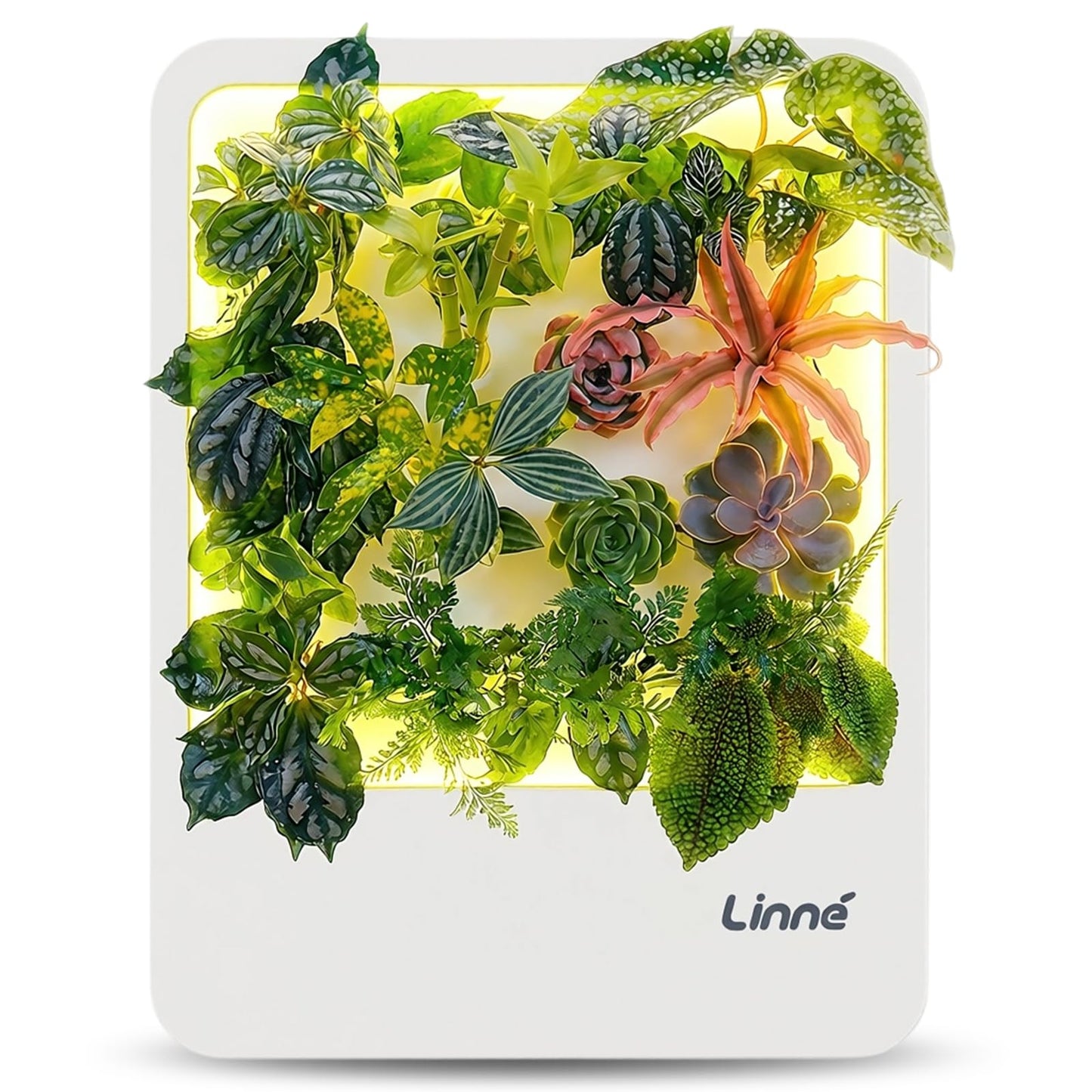 LinneGarden Indoor Garden Hydroponic System with LED Grow Light Indoor herb Garden, Indoor Garden Hydroponic System with LED Grow Light (White)