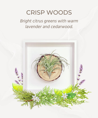arscent Faux Air Plant Bathroom Wall Decor with Scent Stone Diffuser, Decorative Air Freshener, 3D Botanical Wall Art for Bedroom, Entryway & Small Spaces, Green Tillandsia Ionantha