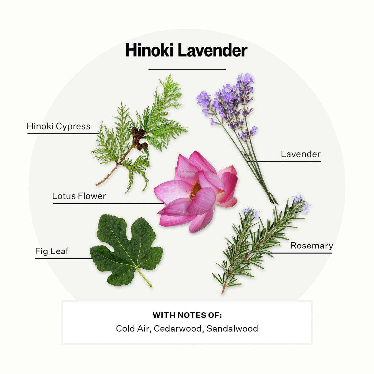 Apotheke Signature Scented Candles for Home, Hinoki Lavender - 10.5 oz - Soy Wax, Non Toxic, Large Jar White - Luxury Candle Gifts for Women & Men - Hinoki Cypress, Lavender, and Lotus Flower