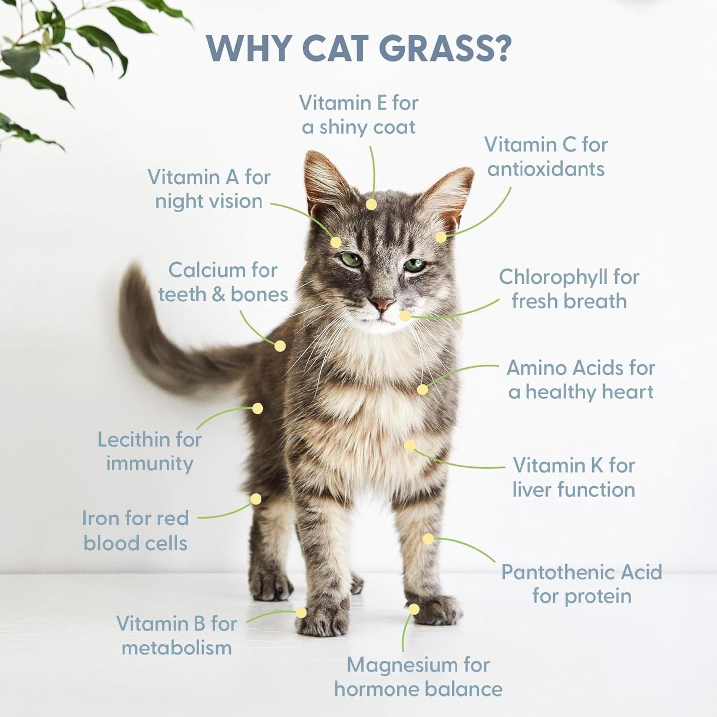 The Cat Ladies Cat Grass Grow Bag Kit, Organic Cat Grass for Indoor Cats, Cat Grass Seeds, Soil & Grow Bags 3 Pack
