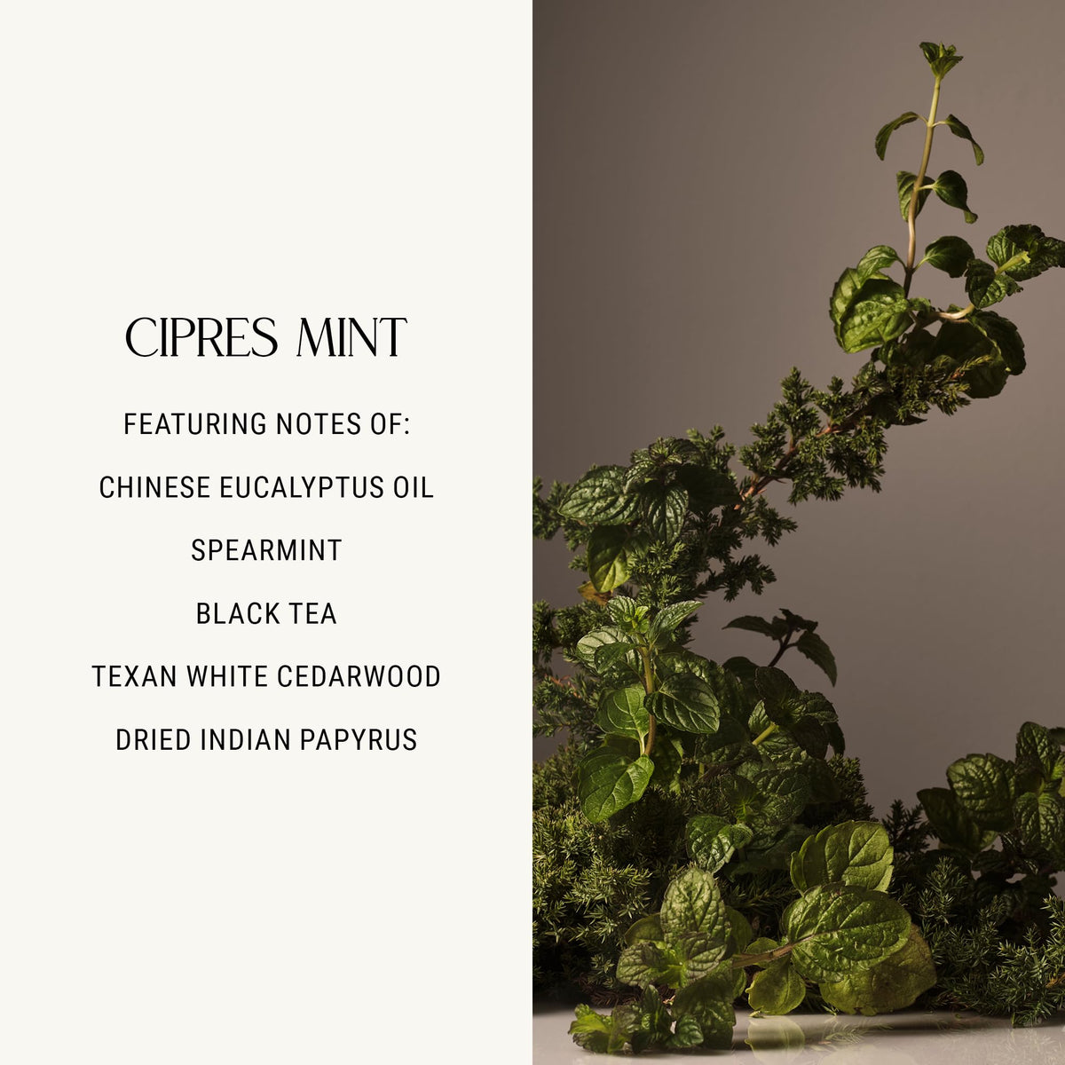 Homecourt Luxury Scented Candle, Cipres Mint Scent, 60-Hour Burn Time, Soy Wax Blend, Lavender, and Vanilla Aroma, Kiln-Fired Reusable Ceramic Vessel, 8 Oz, 2.0