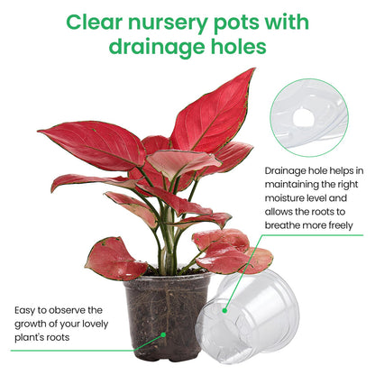 Bluepro 36 Packs 6.7/5/4/3.5 Inch Reinforced Clear Nursery Pots with Drainage Hole, Transparent Variety Pack Plastic Plant Pot Seedling Planter Seed Starter Flower