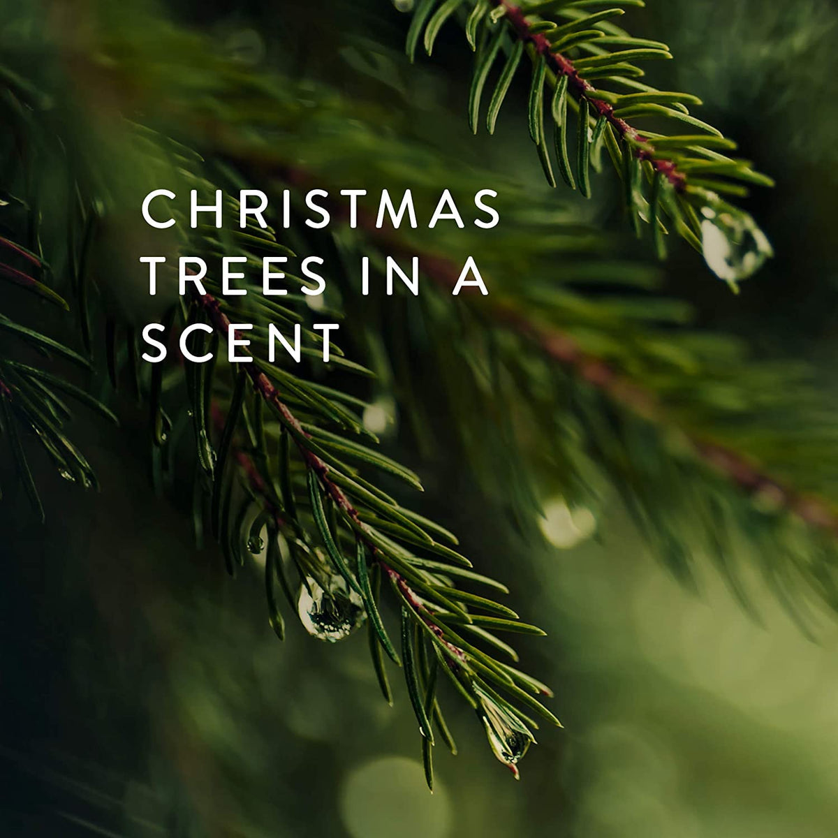 Thymes Frasier Fir Candle - Gilded Collection - Wood Grain Ceramic Design with 24-Karate Gold Rim - Mountain Fresh Fragrance - Elegant Winter Candle Scents - Gifts for Women & Men (Medium, 11 oz)