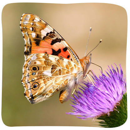 Insect Lore Butterfly Garden - 8" Habitat with 5 Live Baby Caterpillars - Includes Life Cycle Figurines, Stickers, Wind up, Mini Habitat | Birthday or Teacher Gift Set