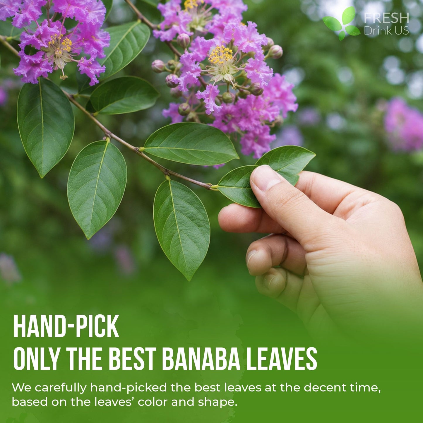 FreshDrinkUS, Premium 50+ Banaba Dried Leaves, 100% Natural & Pure from Whole Banaba Leaves, Banaba Leaf Tea, No Additives, No Caffeine, Vegan