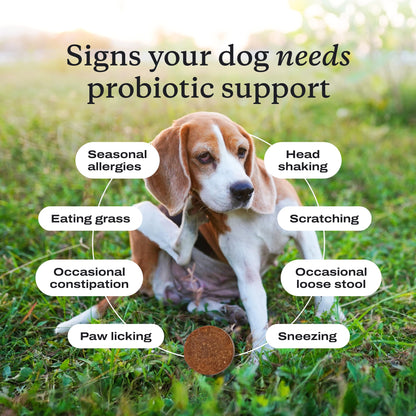 PetLab Co. Probiotics for Dogs, Support Gut Health, Occasional Diarrhea, Digestive Health & Seasonal Allergies - Pork Flavor - 30 Soft Chews - Packaging May Vary