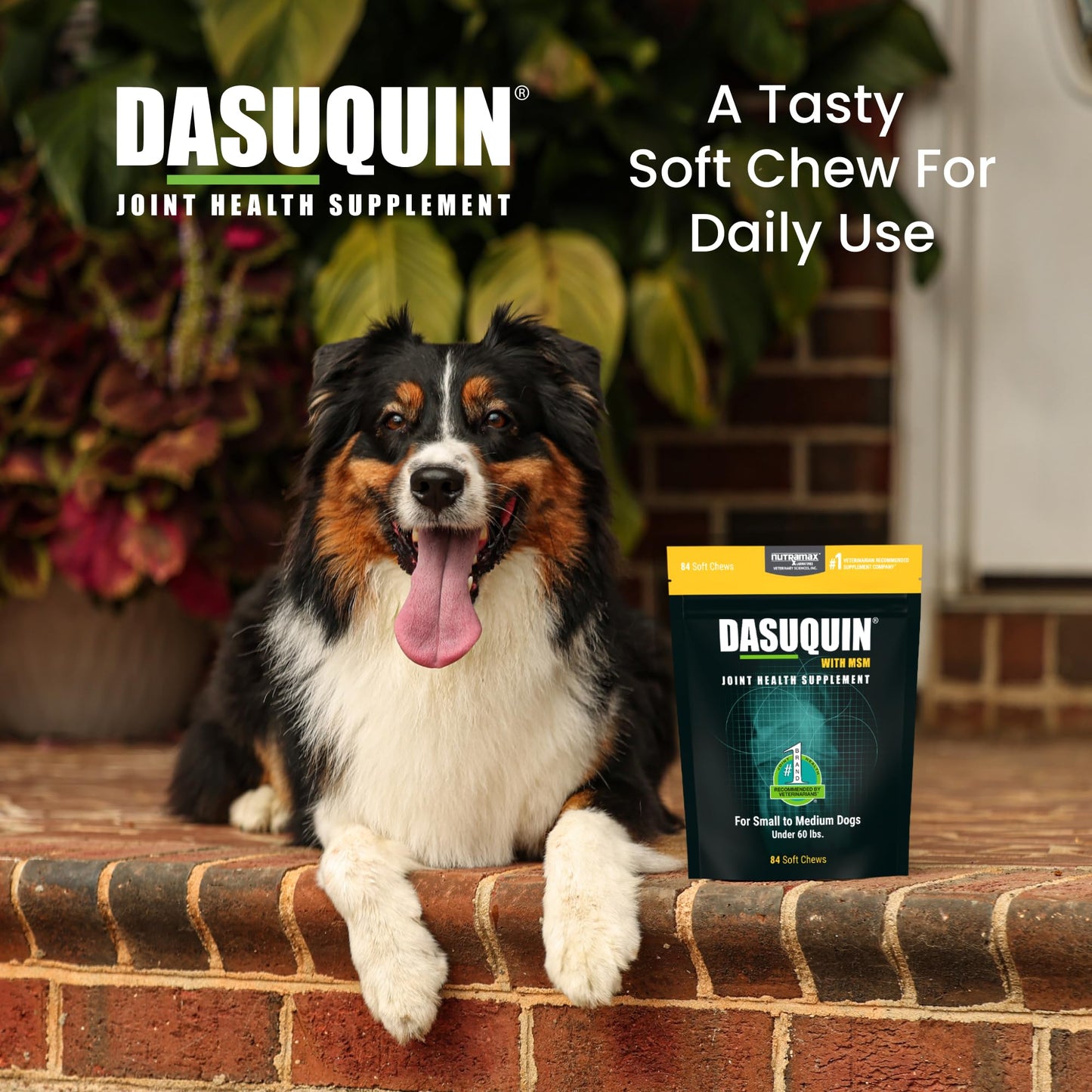 Nutramax Laboratories Dasuquin with MSM Soft Chews Small/Medium Dog 84 Count, brown