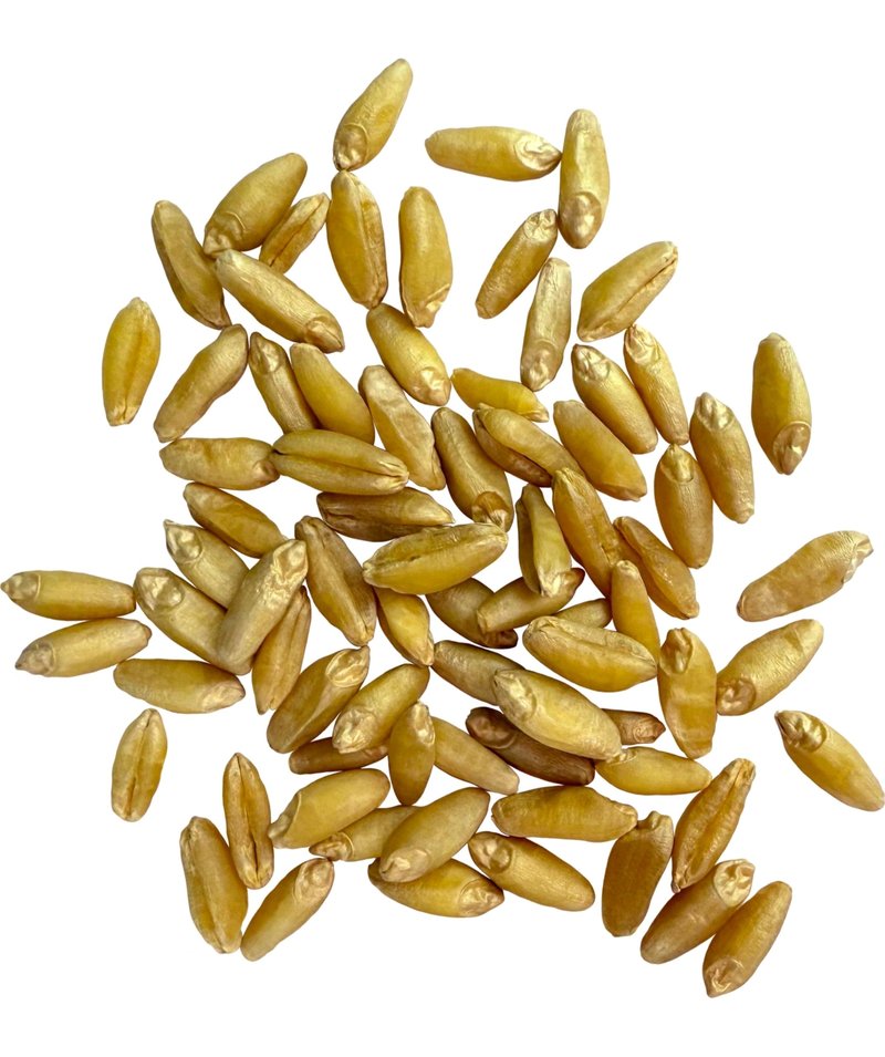 Clear Creek Certified Glyphosate Residue Free Durum Wheat Berries | 4 LBS | Whole Grains | Used to mill to Semolina Pasta Flour | North American Grown