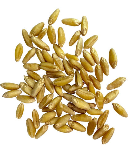 Clear Creek Certified Glyphosate Residue Free Durum Wheat Berries | 4 LBS | Whole Grains | Used to mill to Semolina Pasta Flour | North American Grown