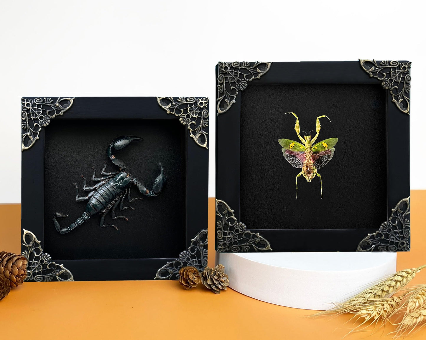 2 Real Green Mantis Lanternfly Frames Dead Insect Dried Bug Shadow Box Wood Oddity Framed Taxidermy Specimen Collectables Decoration Reading Tabletop Wall Artwork Home Decor Gallery K12-51DE62DE