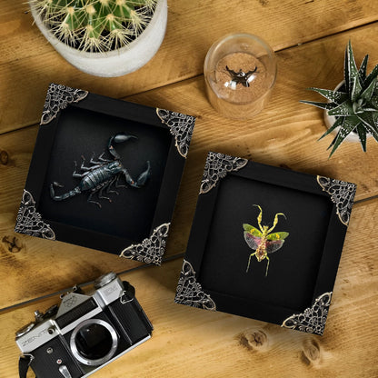 2 Real Green Mantis Lanternfly Frames Dead Insect Dried Bug Shadow Box Wood Oddity Framed Taxidermy Specimen Collectables Decoration Reading Tabletop Wall Artwork Home Decor Gallery K12-51DE62DE