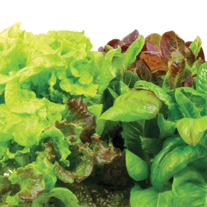 AeroGarden Heirloom Salad Greens Mix Seed pod Kit with Pre-Seeded Grow pods, Liquid Plant Food, and Growing Guide, 6-Pod