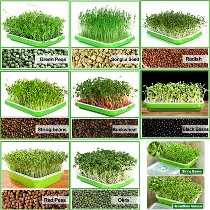 LeJoy Garden Seed Sprouter Tray BPA Free PP Soil-Free Big Capacity Healthy Wheatgrass Grower with Lid Sprouting Kit 13.4x9.84x4.72 inches
