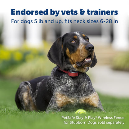 PetSafe Stay & Play Wireless Fence Receive Collar for Stubborn Dogs - Rechargeable & Waterproof Receiver Collar with Quick Charge in 2-3 Hours - for Dogs 5lb+