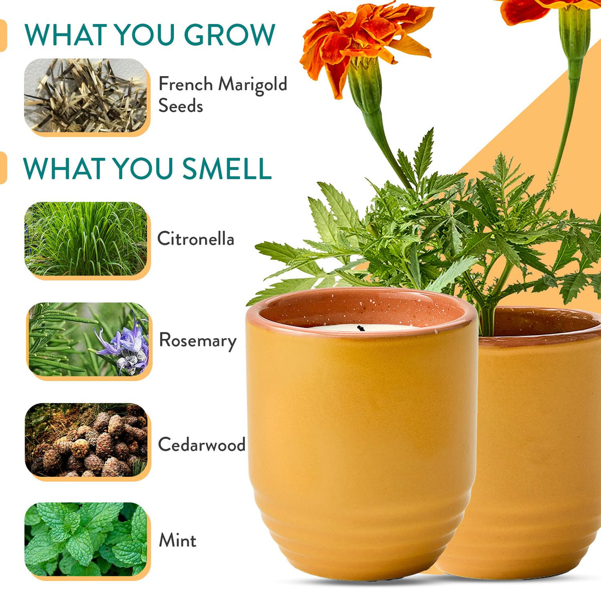 Modern Sprout - 2-in-1 Soy Candle & Planter - Last Light (Bug-Repelling Citronella, Rosemary, Cedarwood, Mint) 6 Oz Scented Candle with Marigold Seeds - Dual Purpose Jar - 38-40 Hour Burn
