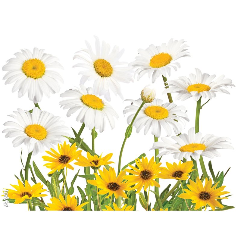 Tervis White Daisies Made in USA Double Walled Insulated Tumbler Travel Cup Keeps Drinks Cold & Hot, 24oz, Clear