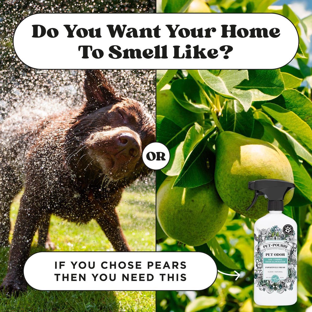 Pet-Pourri Pawsitively Fresh Pet Odor Deodorizer Candle, Burns Up to 45 Hours, Aromatherapy & Air Freshener with Essential Oils, Plant Based Ingredients & Wax, Vet Approved, Jasmine Pear Scent