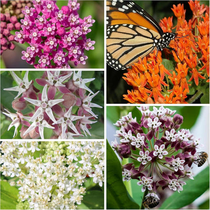 Seed Needs Milkweed Seeds - Attract Monarch Butterflies with Pink, Orange & White Variety Pack (5 Packs)