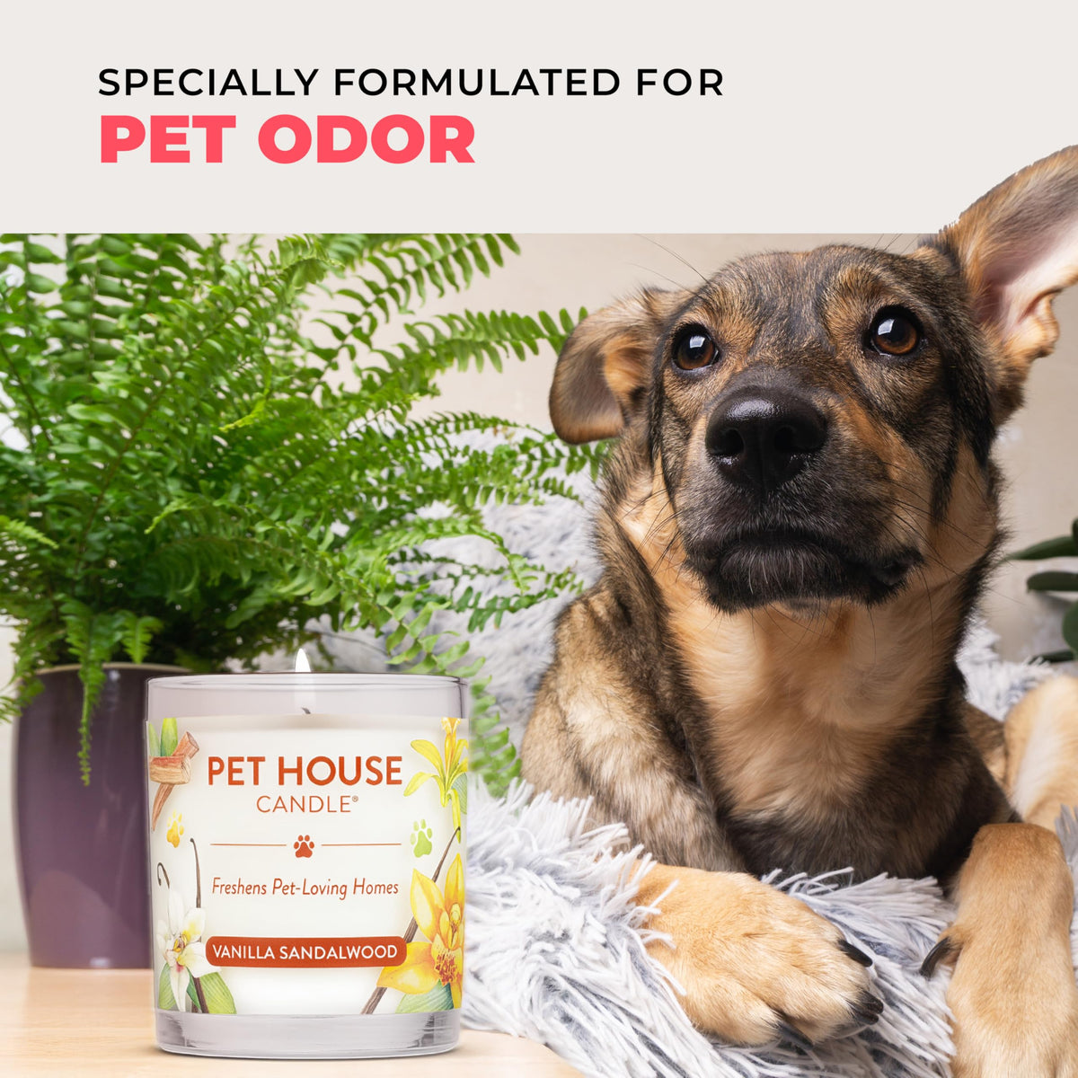 Pet House Candles, Clean Long-Burning, Scented Pet Friendly Candles, Plant-Based, 60 Hour Burn Time - Fresh Cut Roses, 9 oz