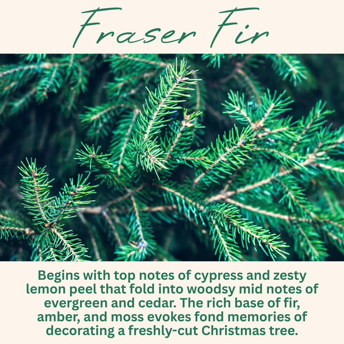 Fraser Fir Pine Scented Candle, Many Scents to Choose from, Christmas Tree Scented, All Natural Non-Toxic Soy Wax, Handmade in the USA (Fraser Fir)