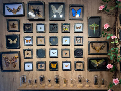 2 Real Green Mantis Lanternfly Frames Dead Insect Dried Bug Shadow Box Wood Oddity Framed Taxidermy Specimen Collectables Decoration Reading Tabletop Wall Artwork Home Decor Gallery K12-51DE62DE