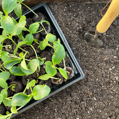 Ferry Morse Jiffy Seed Starting Greenhouse Tray Kit with 72 36mm Peat Pellets and Bonus SUPERthrive Sample + Plant Markers, 2 Pack, 144 Pellets Total
